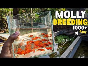 How to Breed Molly Fish at Home | Sd Fish Farm