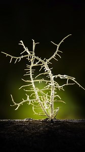 4.6M views · 53K reactions | Why Small Lights Work Best for Tiny...