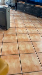 102K views · 1.9K reactions | Rose said “this is MY house” and took pest control personally. Bird flew in… bird flew out spiritually.  #reels #puppy #trouble | DarkDynastyK9s | Facebook