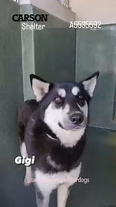 35 reactions · 215 shares | TRANSFERRED to BALDWIN PARK SHELTER Still...