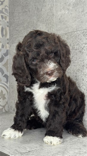 Australian Labradoodles chillaxin 😊❤️ Love these gorgeous parti and mismarked Labradoodle puppies! Check out our Spring Puppy plans at www.couleelabradoodles.com 🐶 #australianlabradoodle #labradoodlepuppy #albertalabradoodles #labradoodlenation #australianlabradoodlepuppy | Coulee Labradoodles