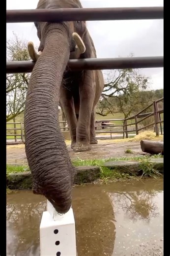 Who says you need snow to build a snowman? ❄️🐘 Our clever elephants are proving you don’t need winter weather to get into the holiday spirit! Watch as Valerie shows off her skills to create her own version of a snowman. 🎄✨ Merry Christmas from all of us at Wildlife Safari! 🎄🐾 Just a reminder, we’ll be closed on Christmas Day, but we look forward to seeing you soon! | Wildlife Safari