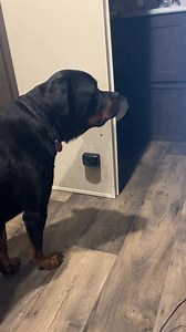 Need more training 😂 | Kott The Rott