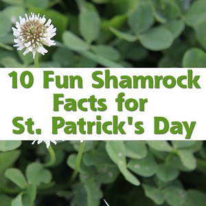 10 Fun Shamrock Facts for St. Patrick’s Day