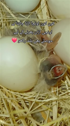 #finch aviary,star finch aviary,aviary,bird aviary,gouldian finch aviary,zebra finch aviary,aviary birds,lady gouldian finch aviary,finches aviary,mixed aviary,finch bird aviary,breeding finch aviary