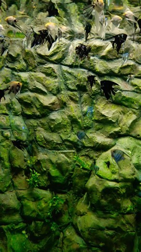 Angel fish 🐠 #shorts #viral #trending