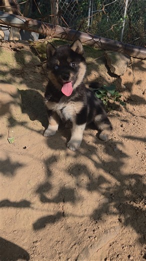 #shorts 블랙탄 귀요미 무사히 아침 나들이^^Korean Jindo Dog.