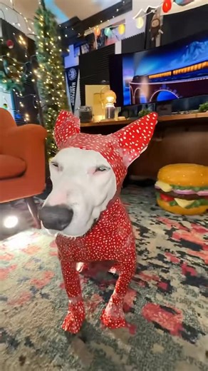 MisterMainer - Dmitry Pepper on Instagram: "Don’t open until the 25th! (Or the 24th if you’re from Argentina, Colombia, Brazil, Uruguay, Mexico, the Czech Republic, Poland, Germany, Switzerland, Austria, Norway, Denmark, Iceland, Sweden (I’m sure there’s more countries) #christmas #meme #arianagrande #holiday #present"