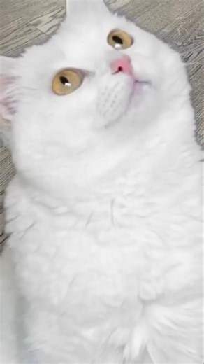 When the Owner Got Angry at Kitty #viralshort #cat #youtubeshorts