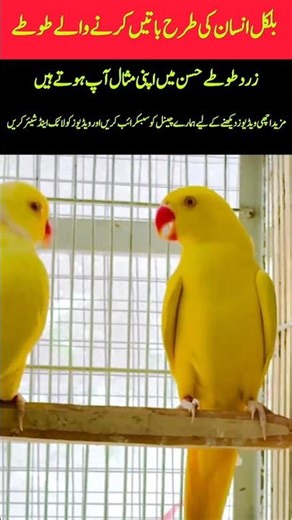 Amazing Yellow Parrots Talking #youtubeshorts #birds #birds #birds