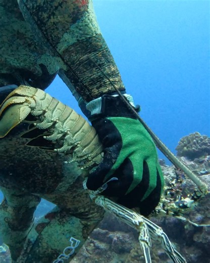 How We Catch Lobster | Ryan Myers Spearfishing