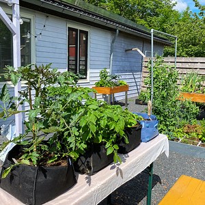 Make a barrier to keep out slugs and snails