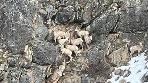 Biologists count more than 1,100 bighorn sheep in Middle Fork of Salmon River