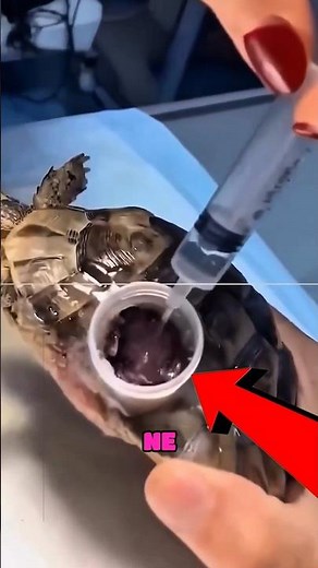 Brilliant Veterinarian Repairs Turtle’s Broken Shell with Bottle Cap Hack #tiktoktrend