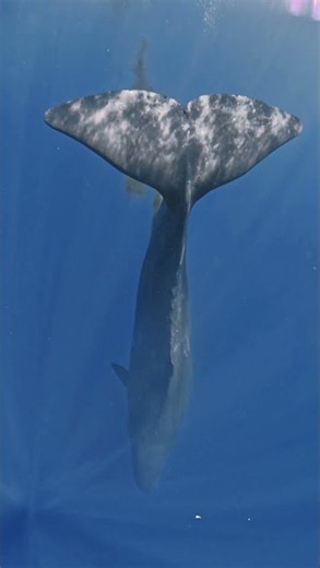 【奄美大島】巨大なクジラ