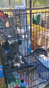 🚨📣We're all set up down at the Heritage Days event in Attica, IN. Come see all our four legged friends and find your furrever friend!! 🐈🐾🐕 Remember adult fees have been SPONSORED, Kittens are $10, and puppies are $100 with approved applications! 😊❤️ | Paws N Claws