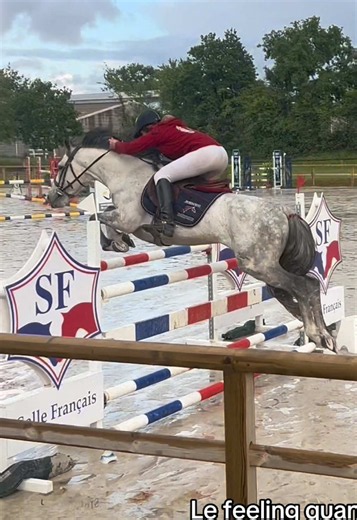 Perfect Feeling: Equestrian Show Jumping Highlight