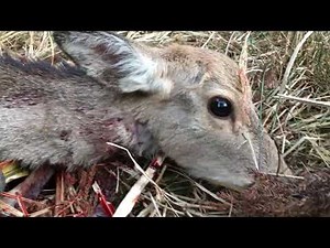Capture a deer in a trap "kill"