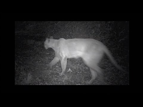 Officials warn of mountain lion sightings in Hillsborough