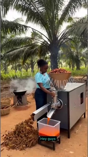 How I was able to process palm oil using extraction machine
