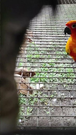 pineapple and sun conure is so cute 🦜 #pawsandfurstories #conure #birds #realanimals