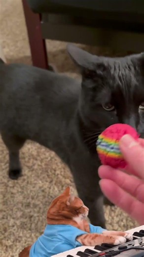 Keyboard Cat's Friend Boo Boo
