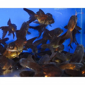 3-4" Imported Chocolate Oranda Goldfish | Next Day Koi | Koi Fish For Sale