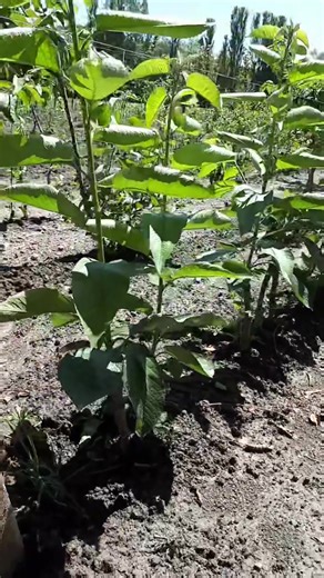 Gilas tingləri və istənilən növ meyvə tinglərinin sifarişi qəbul olunur! Bağ salmaq istəyənlər üçün sertifikatlı və yüksək məhsuldar tinglər təqdim edirik. 🍒 Gilas tingləri 🌰 Fındıq tingləri 🥜 Qoz tingləri 🍏 Alma tingləri 🍐 Armud tingləri 🍑 Şaftalı və digər meyvə tingləri Komandamız tərəfindən: 🌱 Tinglərin təminatı 🌳 Bağların peşəkar şəkildə salınması 💧 Damla suvarma sistemlərinin çəkilməsi 📑 Dövlət subsidiyası üçün dəstək və məsləhət ✅ Sertifikatlı tinglər ✅ Yüksək məhsuldarlığa uyğun