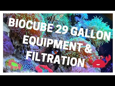 Equipment & Filtration - Biocube 29g Saltwater Aquarium