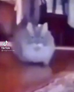 Cursed Cats | Mfs when • Credit: @heyniceccok on tiktok • Follow @meowcursed for more cursed cats content 😸 • Follow: @meowcursed Follow: @meowcursed... | Instagram