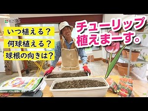 【知らなかった！】チューリップ植え付け方法