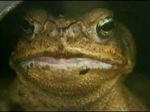 Cane Toad (Bufo Marinus) eating Mouse