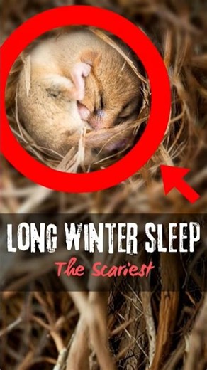 Top 3 Animals That Sleep for Months