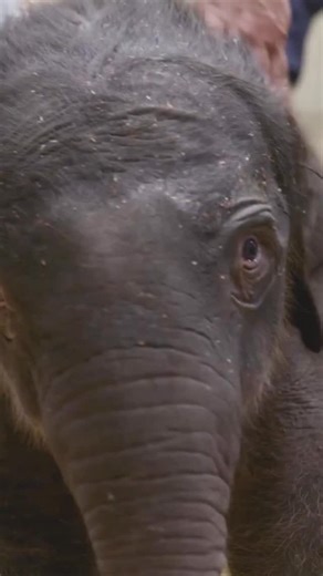 The Smithsonian National Zoo in Washington on February 2 celebrated the birth of a baby Asian elephant, its first in nearly 25 years. #elephant #Asianelephant #Smithsonian | Reuters