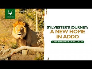 Sylvester the lion and two lionesses get their happy endings in Addo