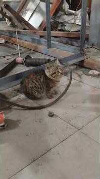 apni masti ch workshop ch lgi a ..cat