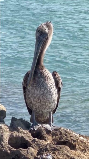 Nokomis Beach at the North Jetties in #florida #fishing