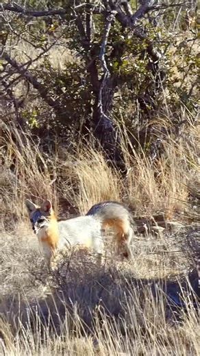 Disappearing Fox! #hunting #foxpro #wildlife #animals #wildanimals #fox #nature