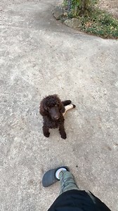 4.6K views · 139 reactions | We were so bored today at the vet that we had to learn a few tricks while we waited . #shake #brownstandard #trickdog | Poetry Poodles | Facebook