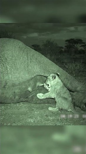 Lion Cub Nursing from a Resting Elephant #raremoments #lioncub #elephant