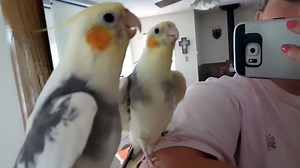 Cockatiel Sings the Super Mario Bros. Theme Song