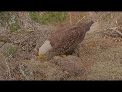 Alex II in with moss and small eaglet begging for food | Kisatchie National Forest E-1 | Feb 21, 26