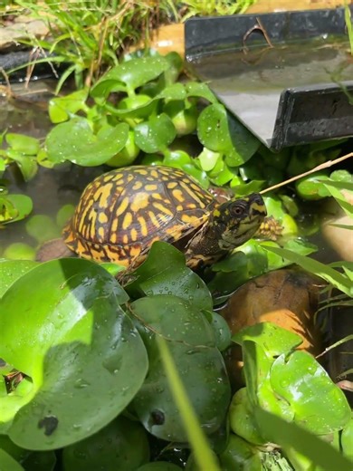 How Eastern Box Turtles Beat the Summer Heat #boxturtles #turtles