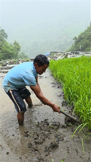 Heavy Rain Paddy Farming in a Remote Himalayan Village | Traditional Hoe Farming & Village Life