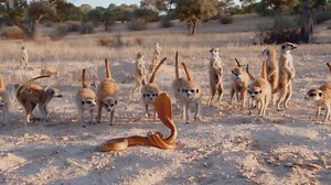 Every part of nature is beautiful, and bizarre in its own unique way. The #WildWeird special premieres, this Monday. | National Geographic Africa