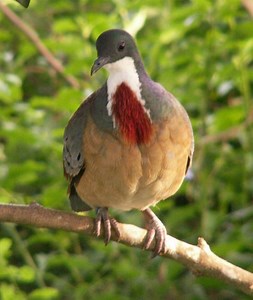 Mindanao bleeding heart - Alchetron, the free social encyclopedia