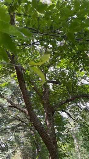 Christina Koether | NOMADICA™ on Instagram: "This is a chestnut tree, but is it the Chinese chestnut or the very uncommon to find a mature American Chestnut. All my research points to Chinese but the key tipping points are the leathery leaves and visible lenticils on the twigs. Lenticils are like the pores of the tree-visible on cherry and birch trees too. I’m heading out to check on some land I won in an auction that has what I believe is an American chestnut tree, baby, but still. I’m bringing