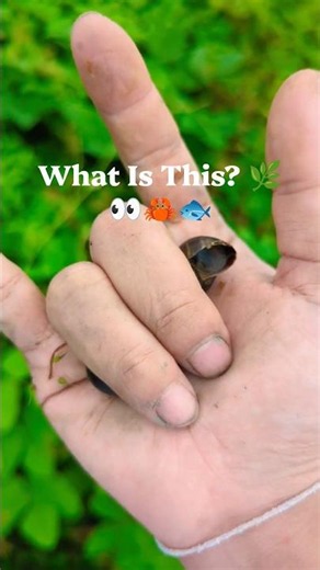 What Is This? 🌿👀 We found some amazing animals in nature! #Shorts #Animals #Wildlife