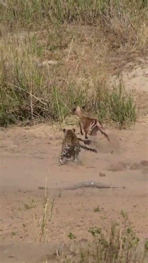 One Wrong Step & The Leopard Attacks! ⚡#shorts #wildlife #animals