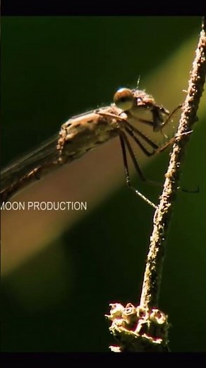 Beautiful Dragonfly Close-Up | Nature Short Video
